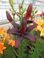 [4083 Black Charm VZ No202.JPG]